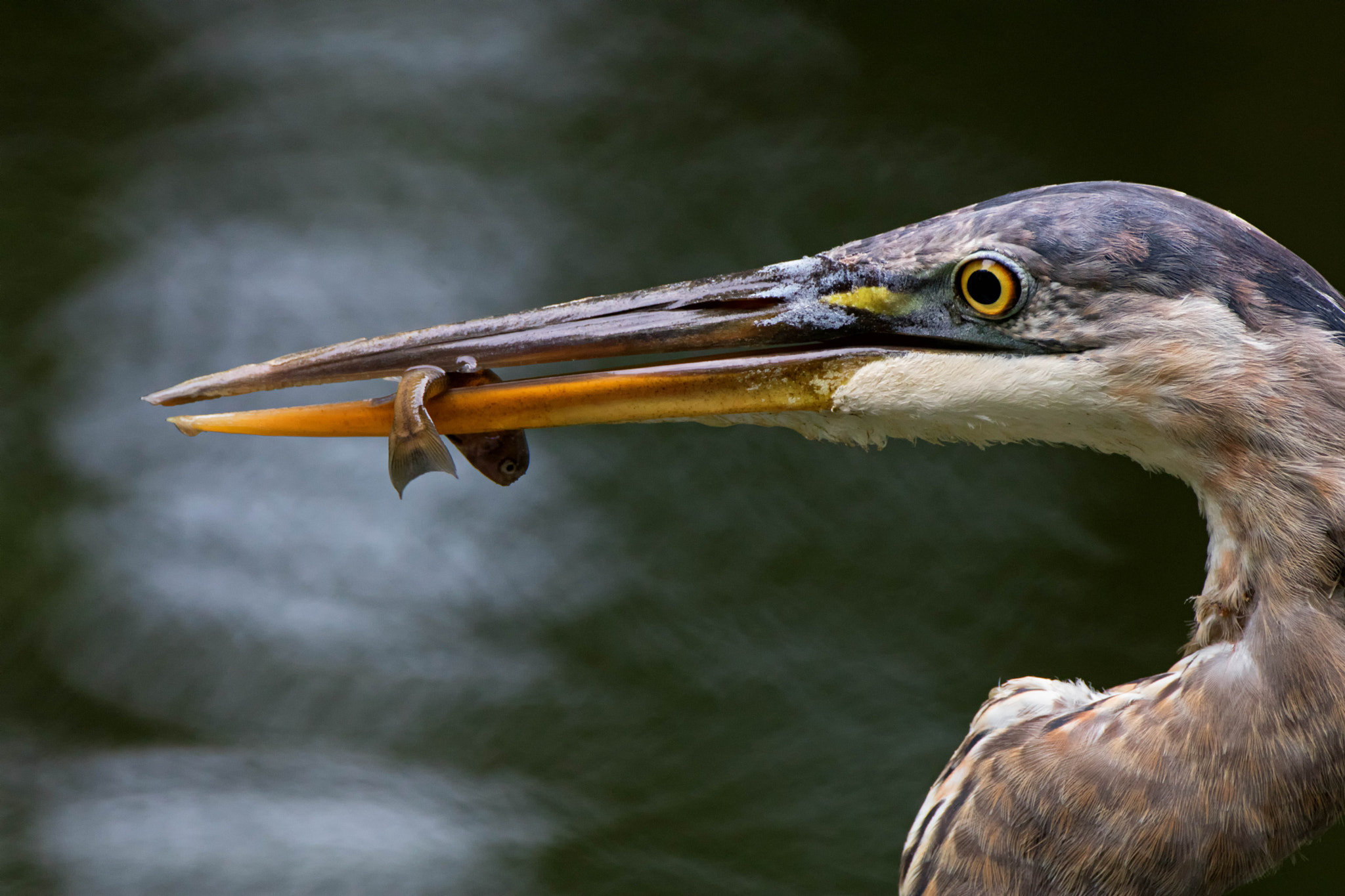 Canon EOS 80D + Canon EF 500mm F4L IS USM sample photo. Great blue heron and minnow photography