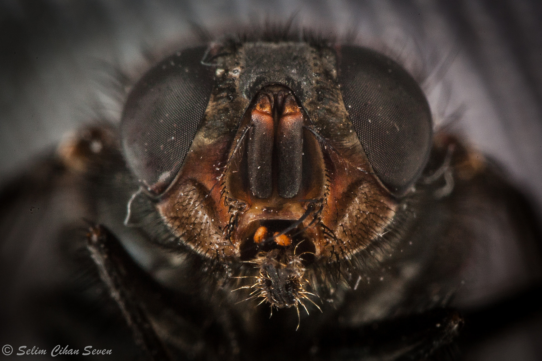 Canon EF-S 18-55mm F3.5-5.6 II sample photo. Fly head photography