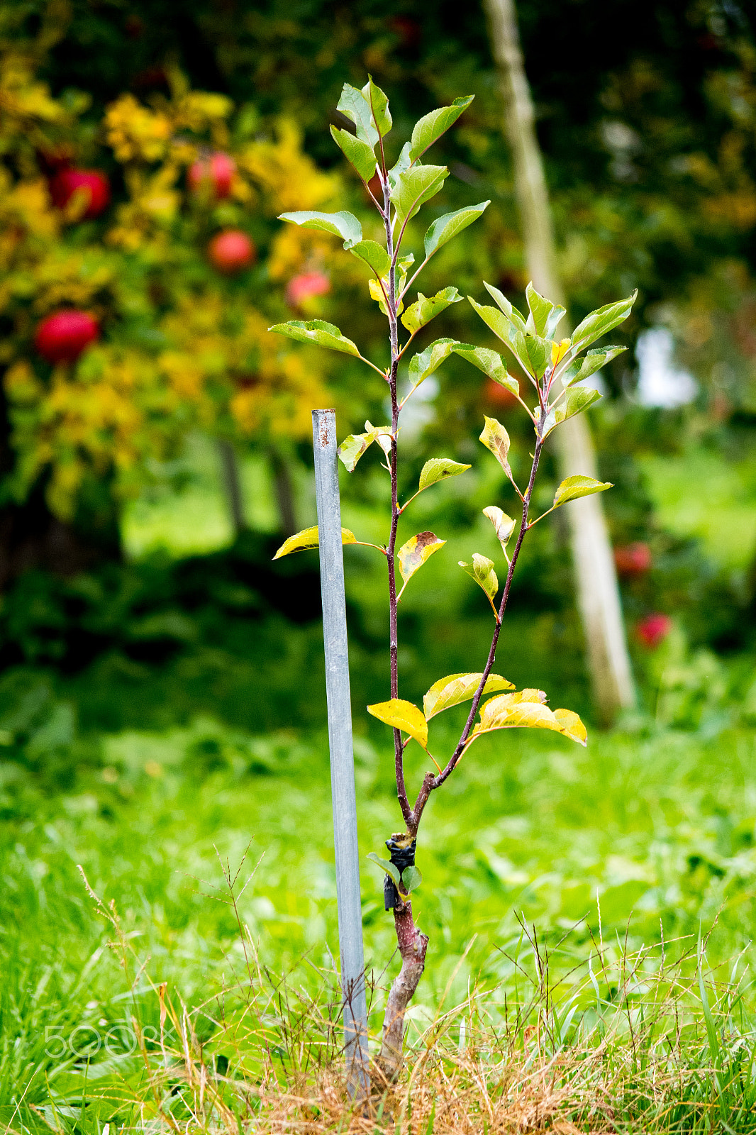 Pentax K-S2 sample photo. Future strength photography