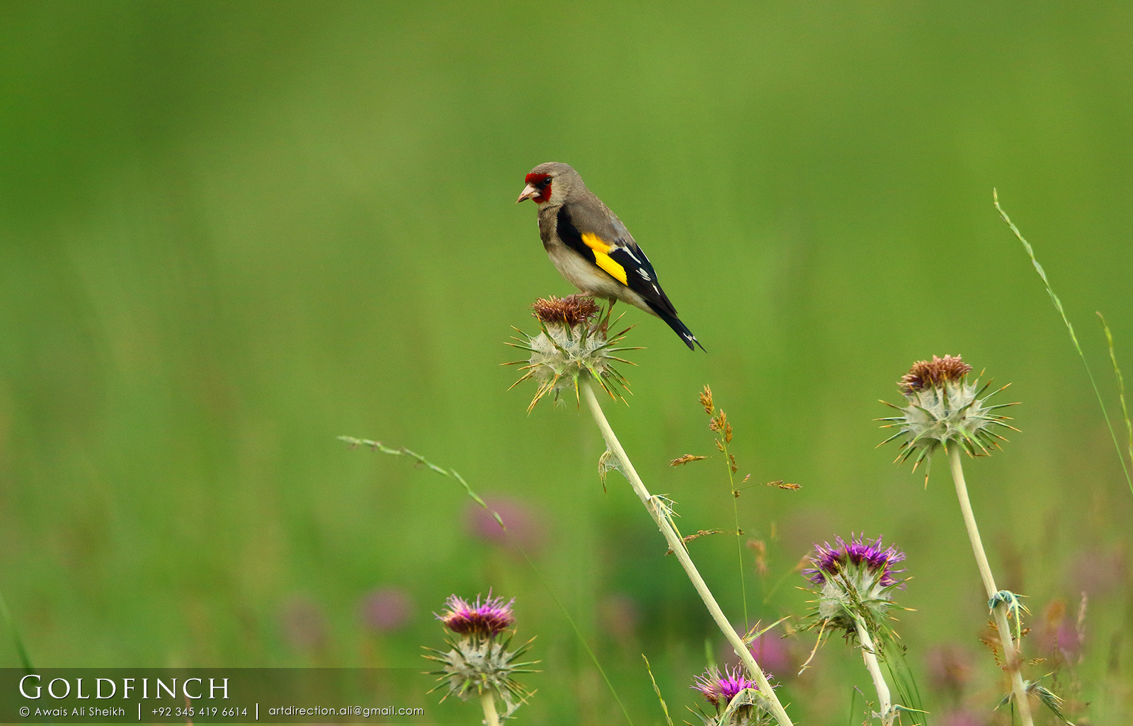 Canon EF 500mm F4L IS II USM sample photo. Goldfinch photography