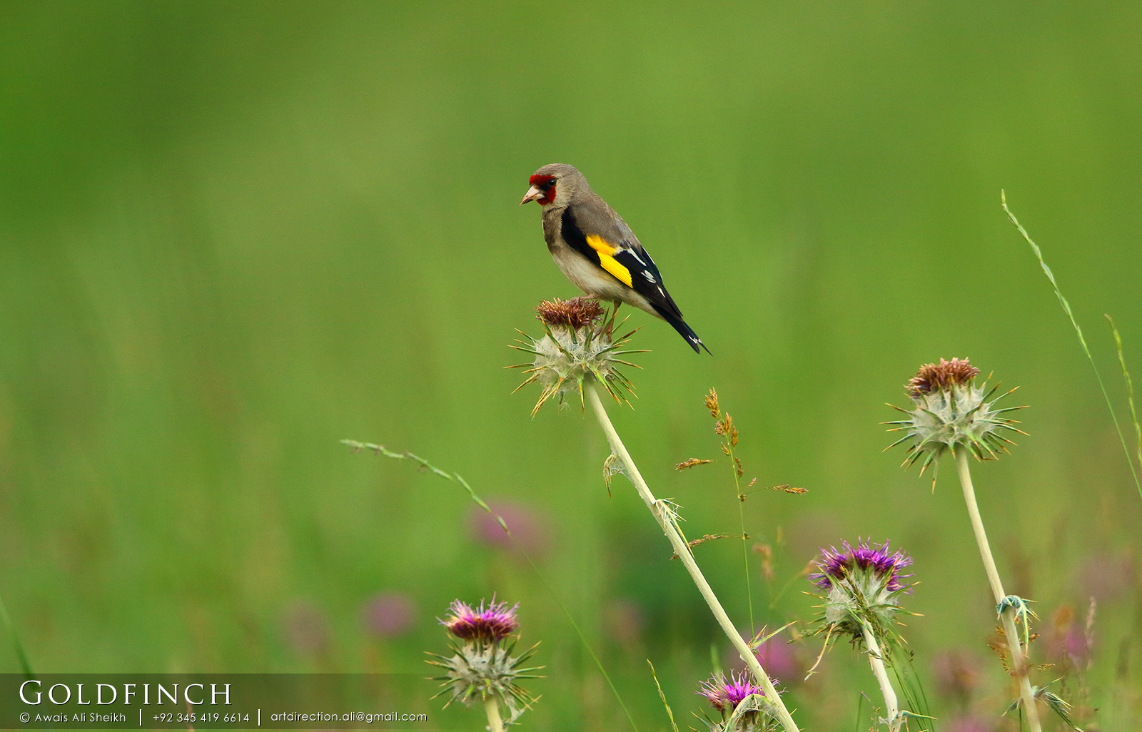 Canon EOS 7D Mark II sample photo. Goldfinch photography