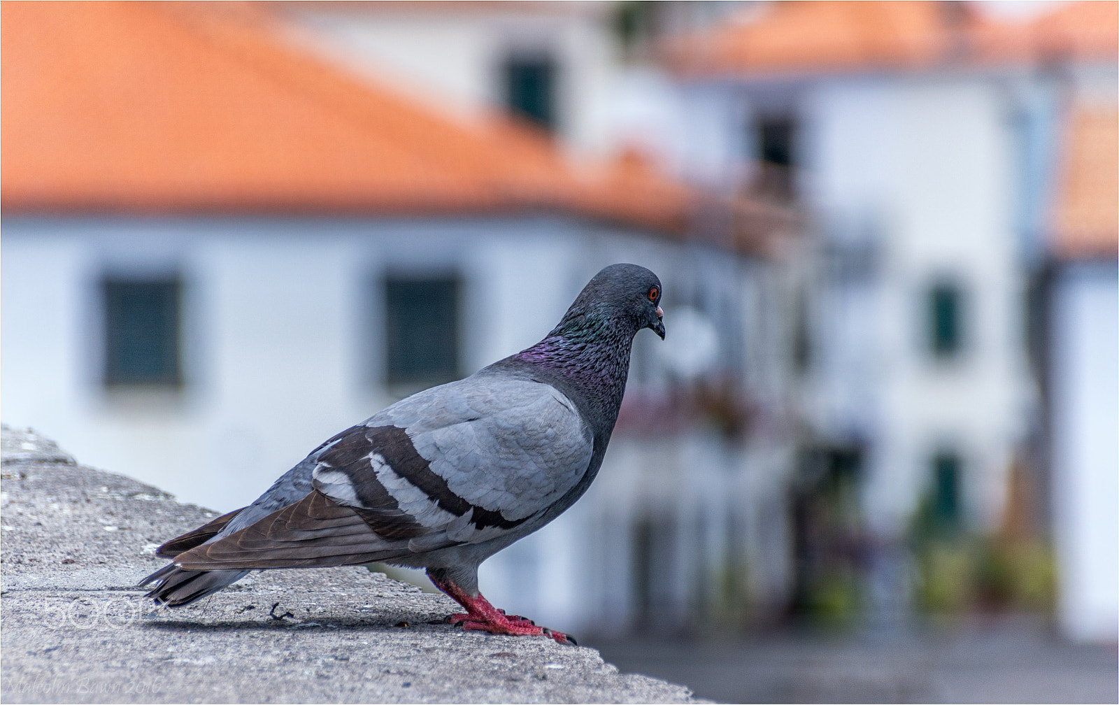 Sigma 18-250mm F3.5-6.3 DC OS HSM sample photo. Camara de lobos pigeon photography