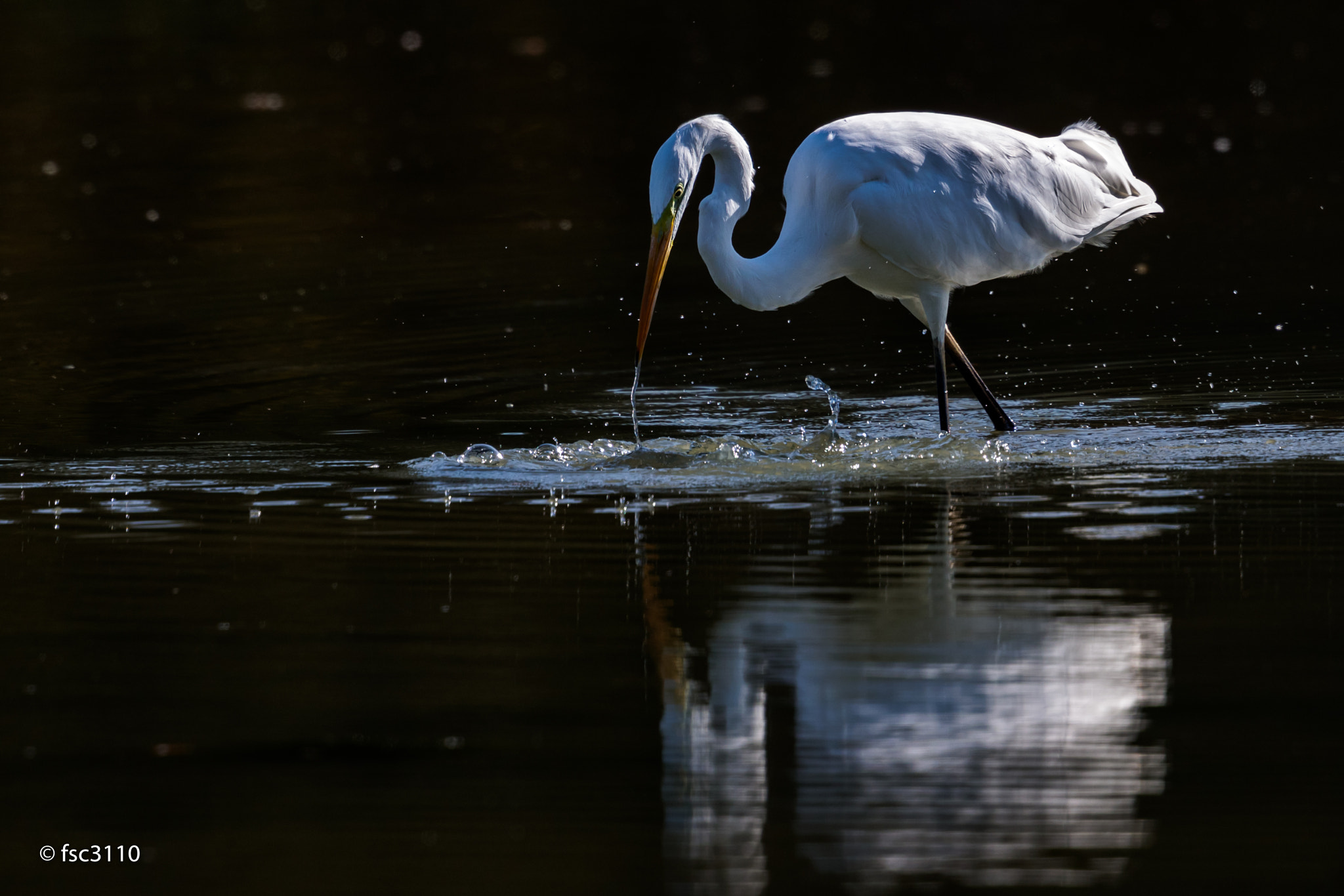 Canon EF 500mm F4L IS II USM sample photo. Great egret photography