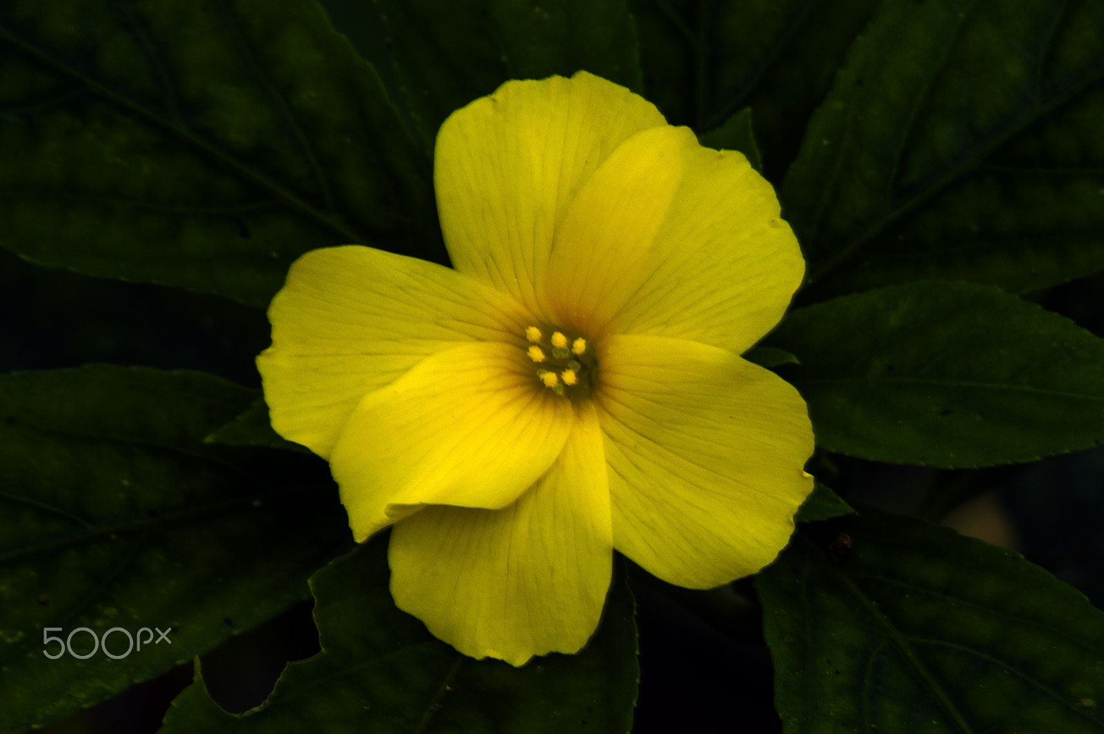 Nikon D90 sample photo. Yellow wildflower photography