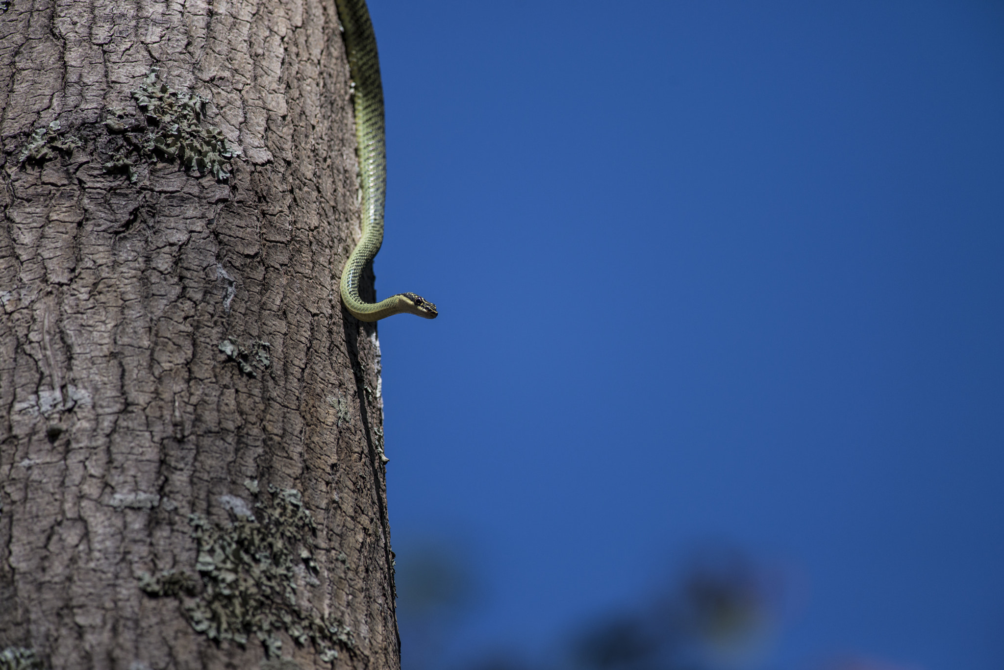 Nikon AF-S Nikkor 300mm F4D ED-IF sample photo. Golden tree snake photography