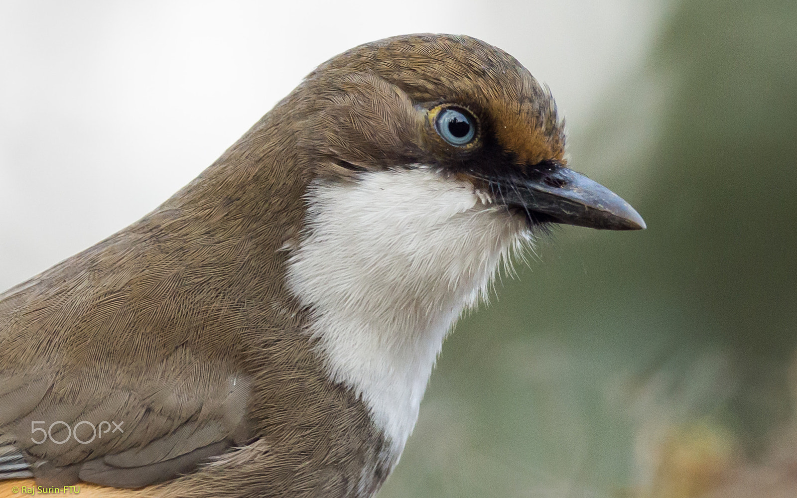 Olympus OM-D E-M5 + OLYMPUS M.300mm F4.0 sample photo. White throated laughing photography