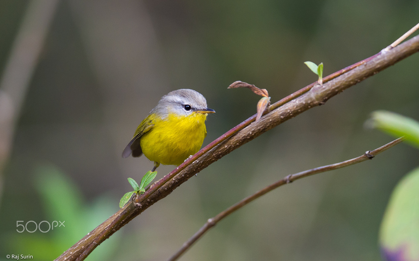 Olympus OM-D E-M5 sample photo. Grey-headed warbler photography