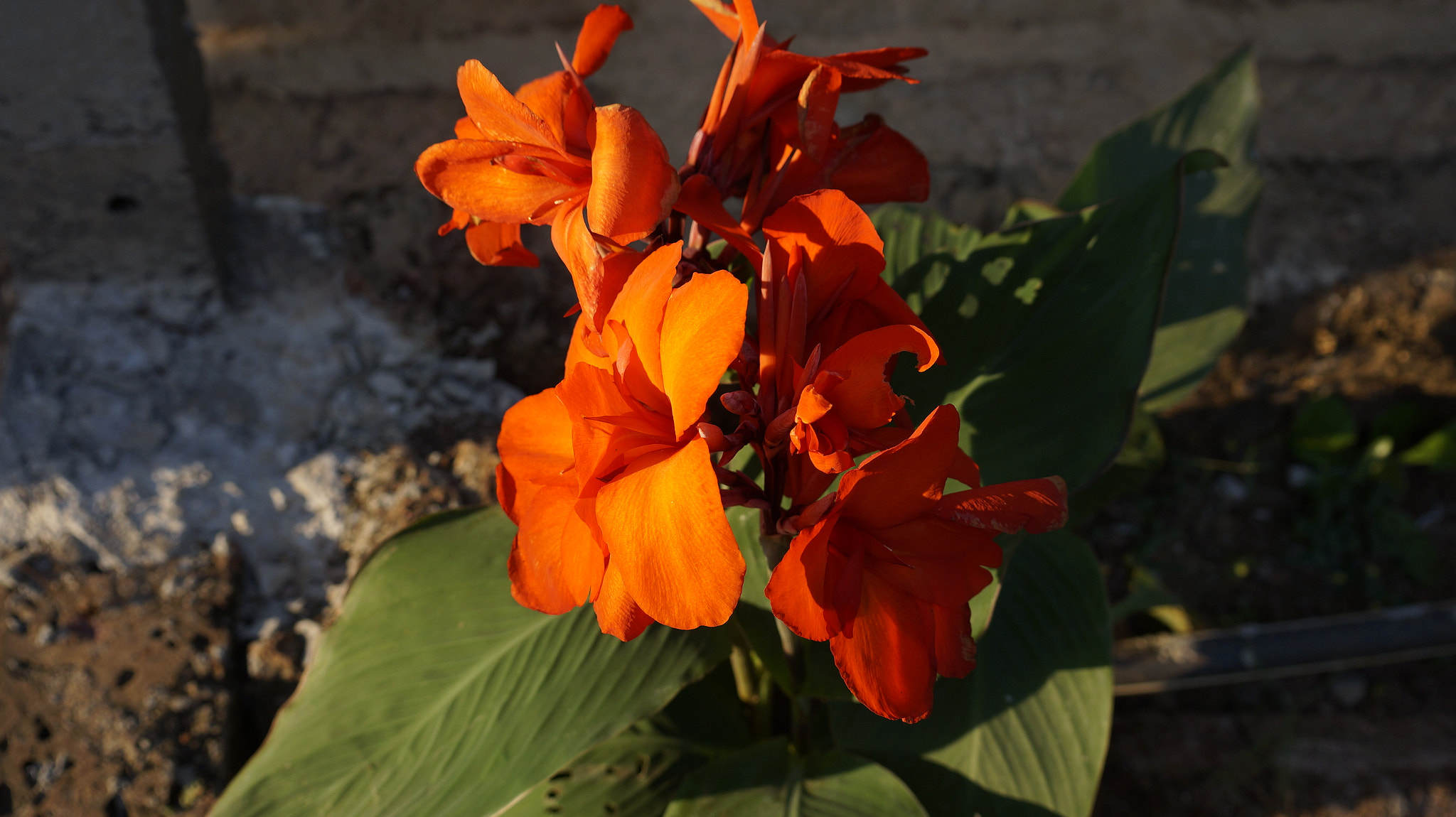 Sony E 18-50mm F4-5.6 sample photo. Orange flower... photography
