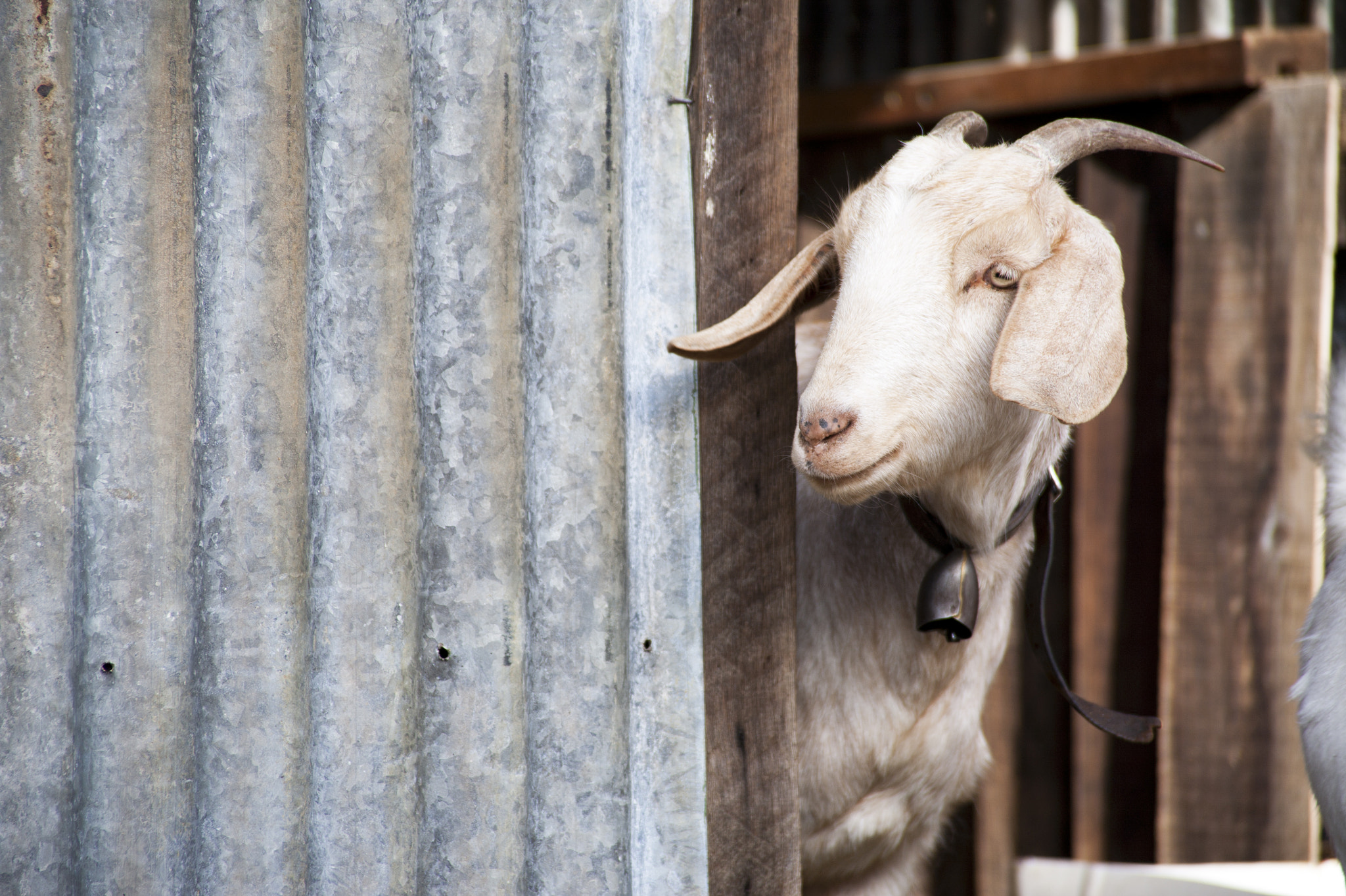 Canon EOS 5D + Canon EF 28-200mm F3.5-5.6 USM sample photo. Goat katoomba photography