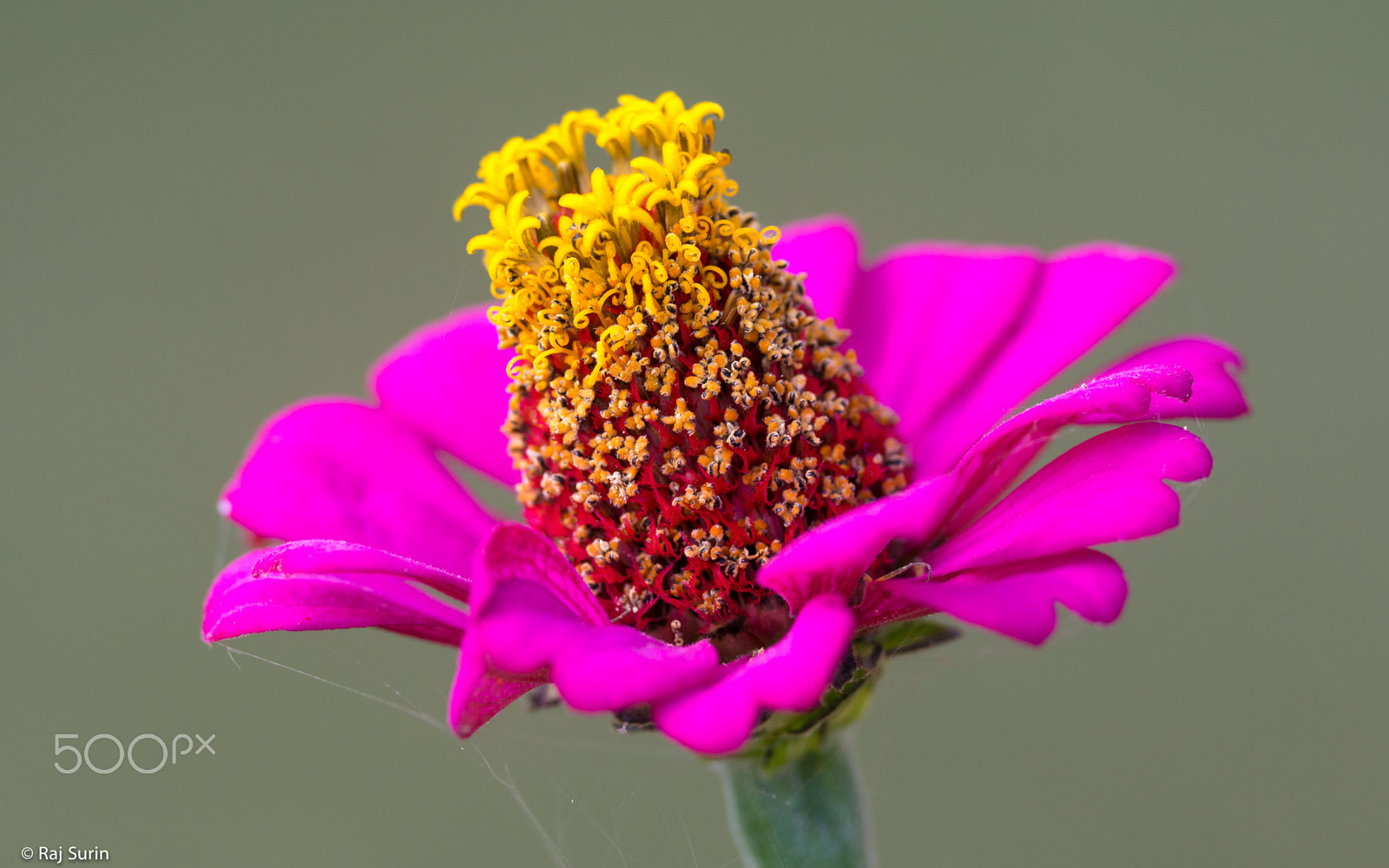 Olympus OM-D E-M5 sample photo. Flower-zinnia photography