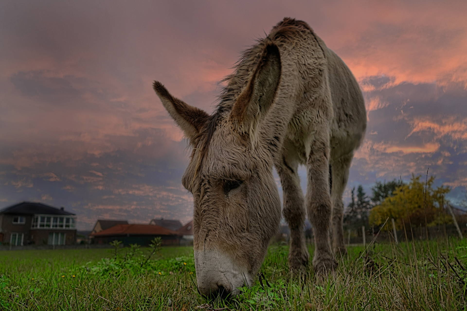 Sony FE 28-70mm F3.5-5.6 OSS sample photo. Brackstedter esel photography