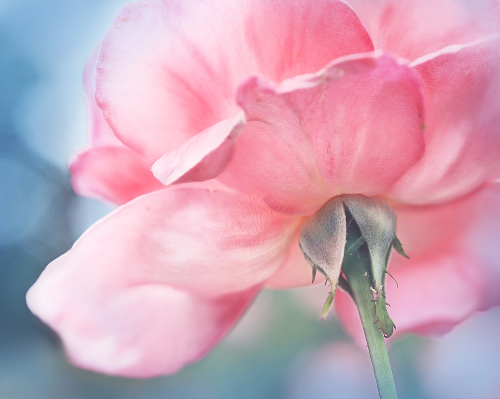 Pink rose flower by Olena Zaskochenko on 500px.com