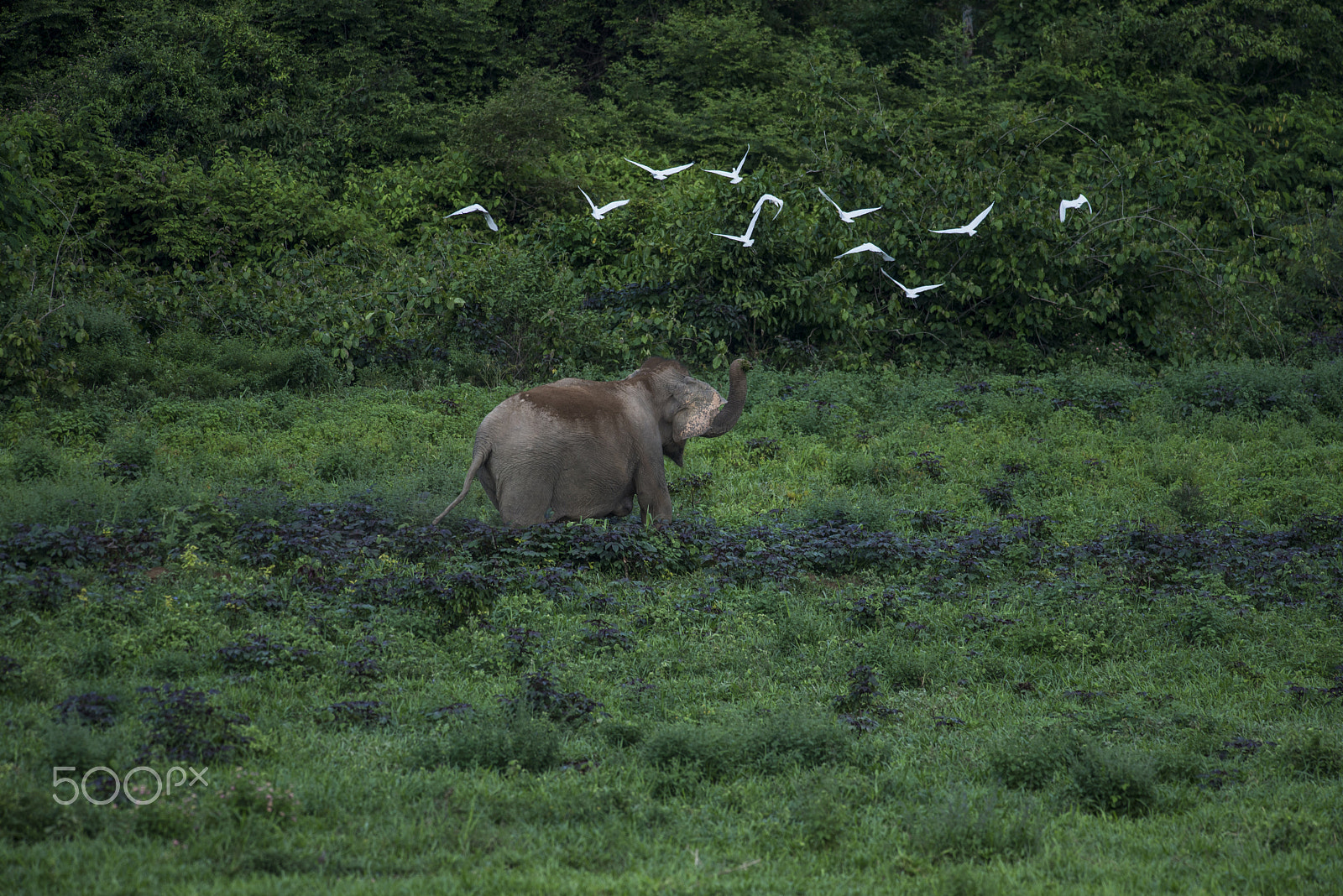 Nikon D610 sample photo. Asian elephant photography
