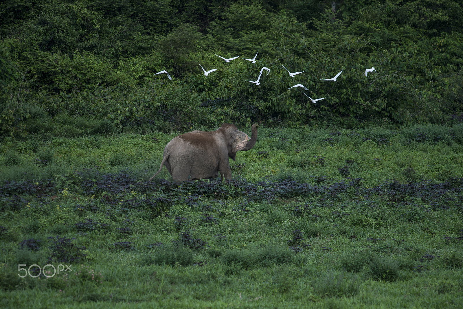 Nikon D610 + Nikon AF-S Nikkor 300mm F4D ED-IF sample photo. Asian elephant photography