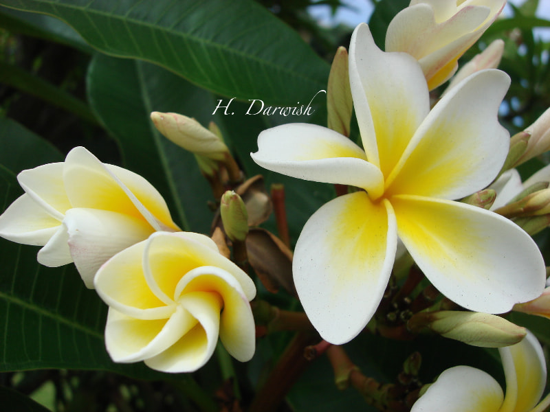 Sony DSC-N2 sample photo. Frangipani photography