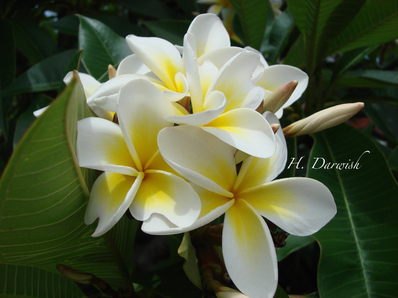 Sony DSC-N2 sample photo. Frangipani photography