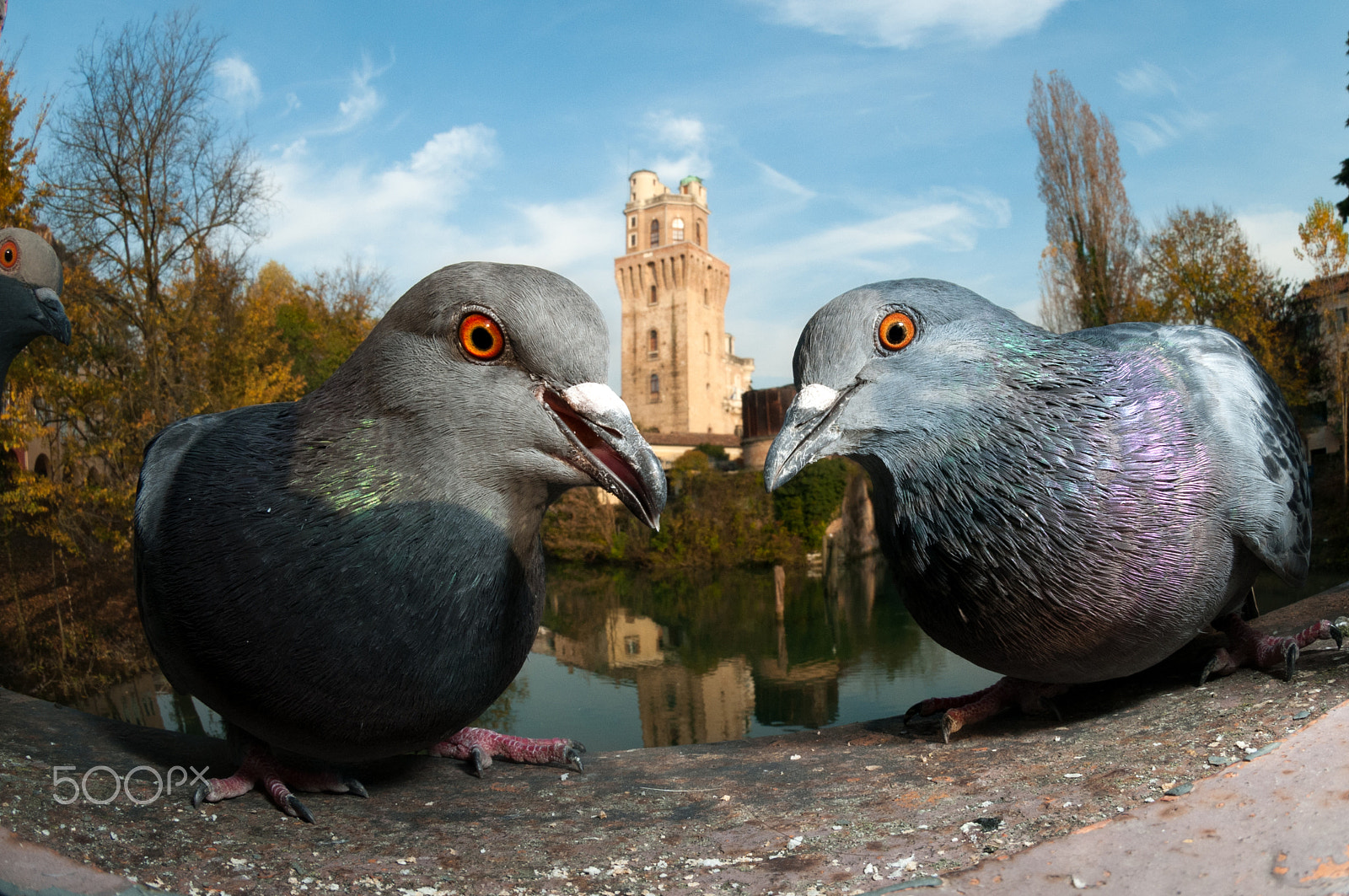Nikon AF DX Fisheye-Nikkor 10.5mm F2.8G ED sample photo. The guardians photography