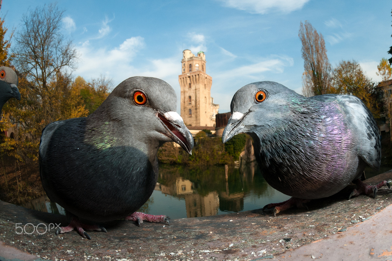 Nikon D300 + Nikon AF DX Fisheye-Nikkor 10.5mm F2.8G ED sample photo. The guardians photography