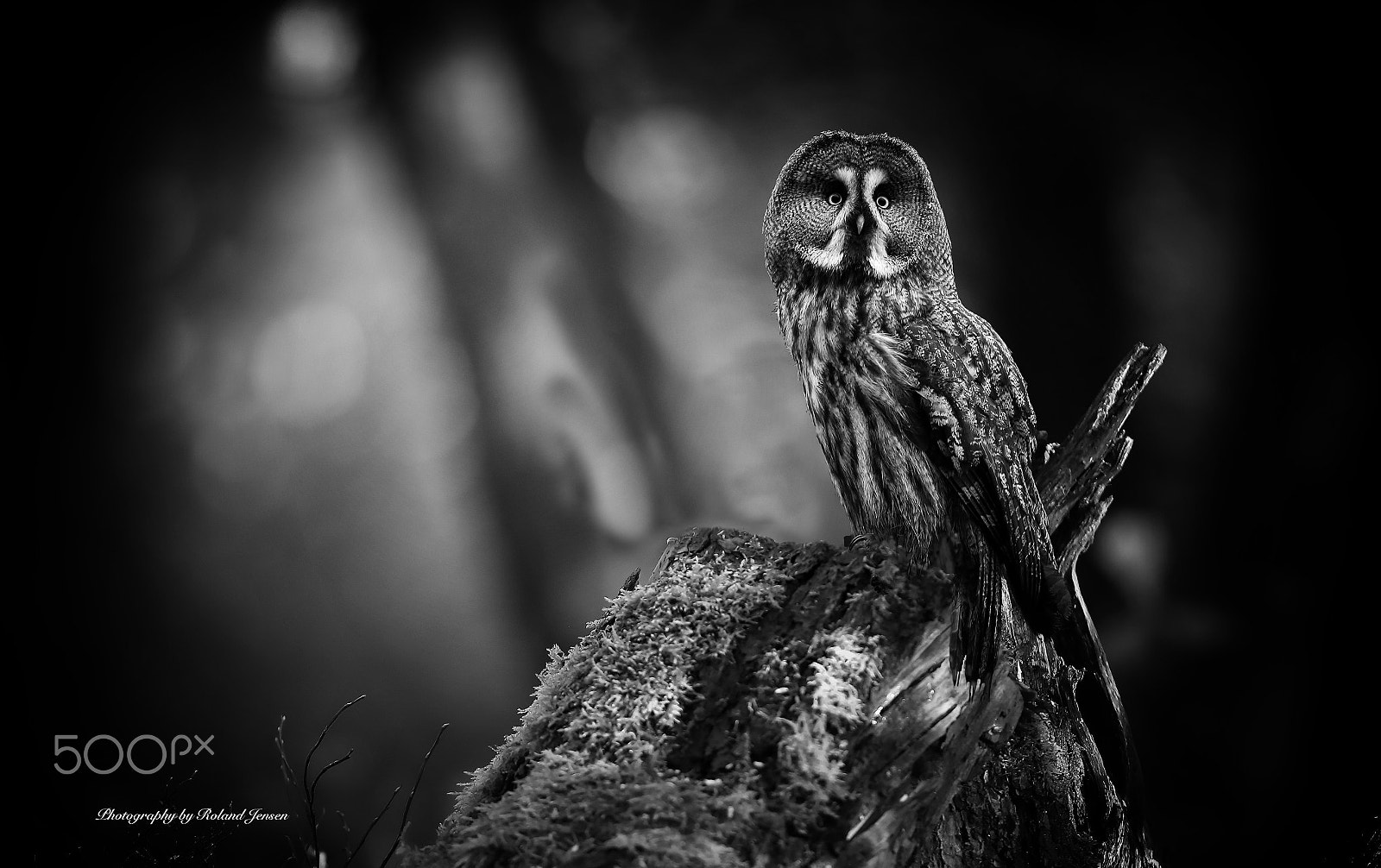 Canon EF 300mm F2.8L IS USM sample photo. Bw photography