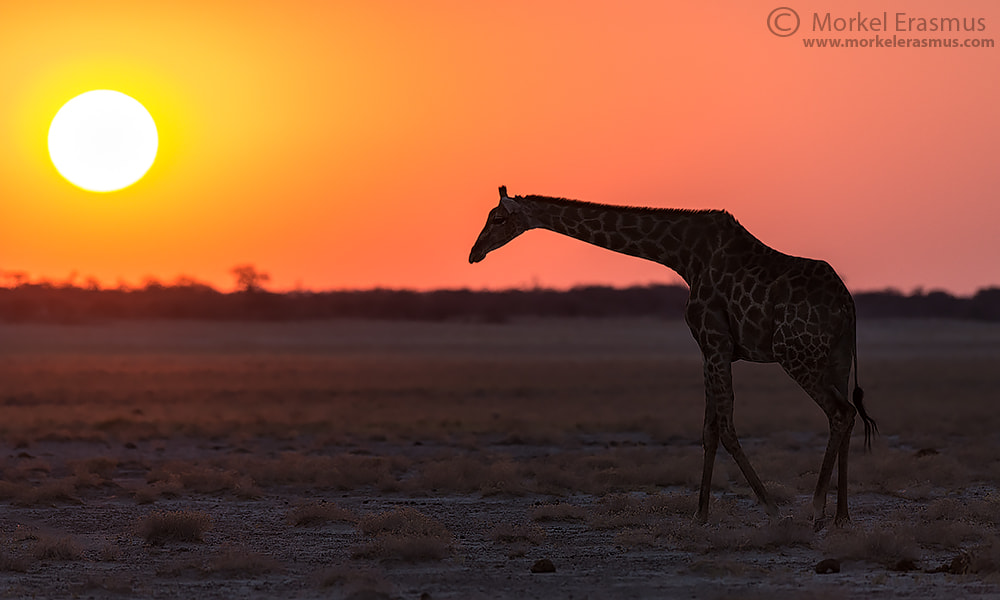 Nikon D800 sample photo. Giraffe sunset photography