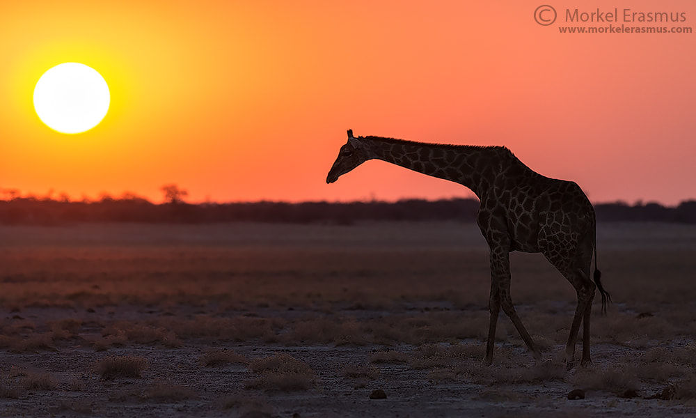 Nikon D800 + Nikon AF-S Nikkor 400mm F2.8G ED VR II sample photo. Giraffe sunset photography