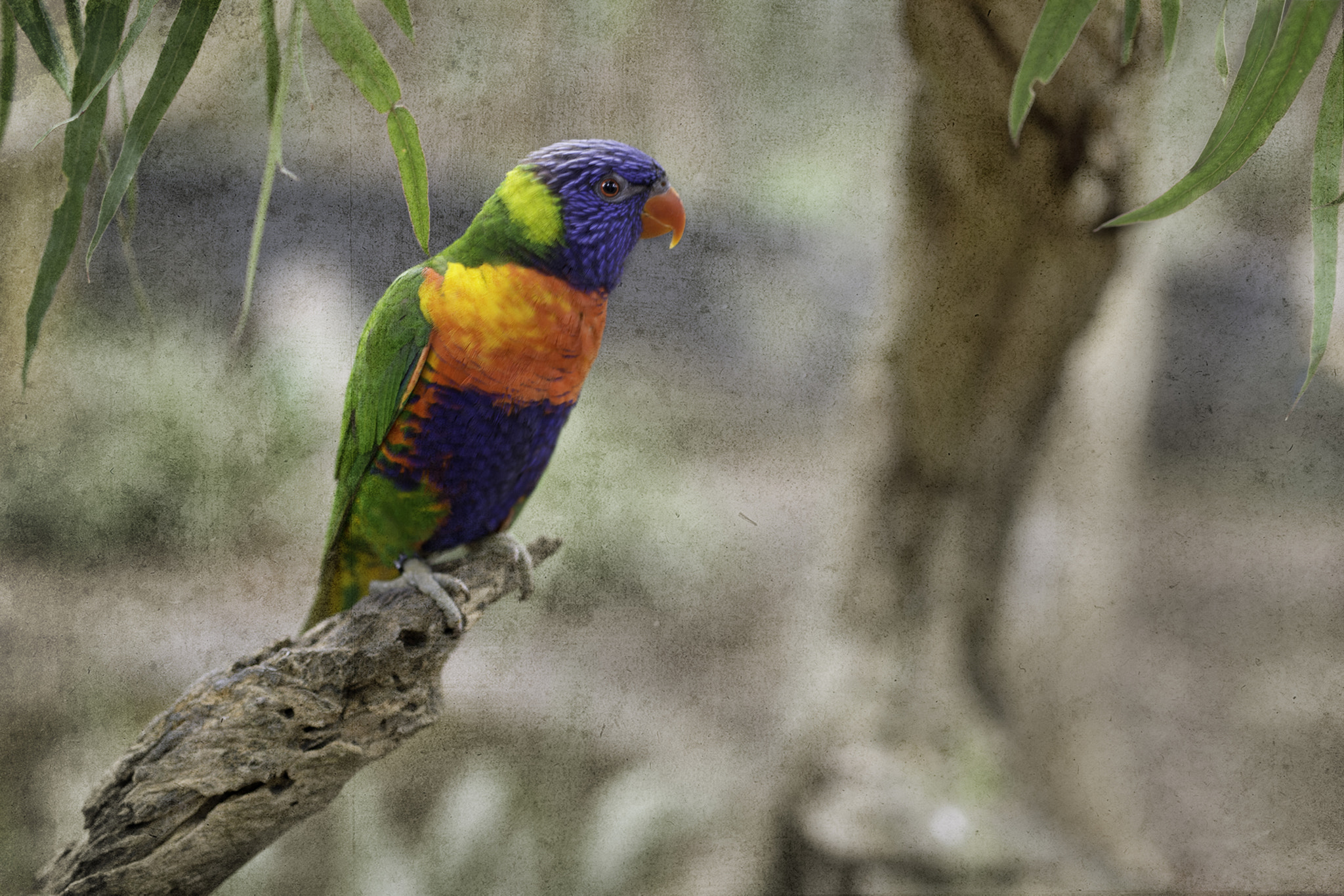 Nikon D800E + Sigma 50mm F1.4 DG HSM Art sample photo. Rainbow lorikeet photography