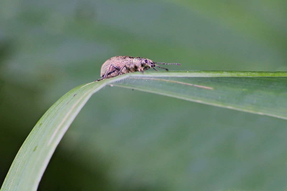 Sigma APO Macro 150mm f/2.8 EX DG HSM sample photo. Phyllobius pomaceus photography