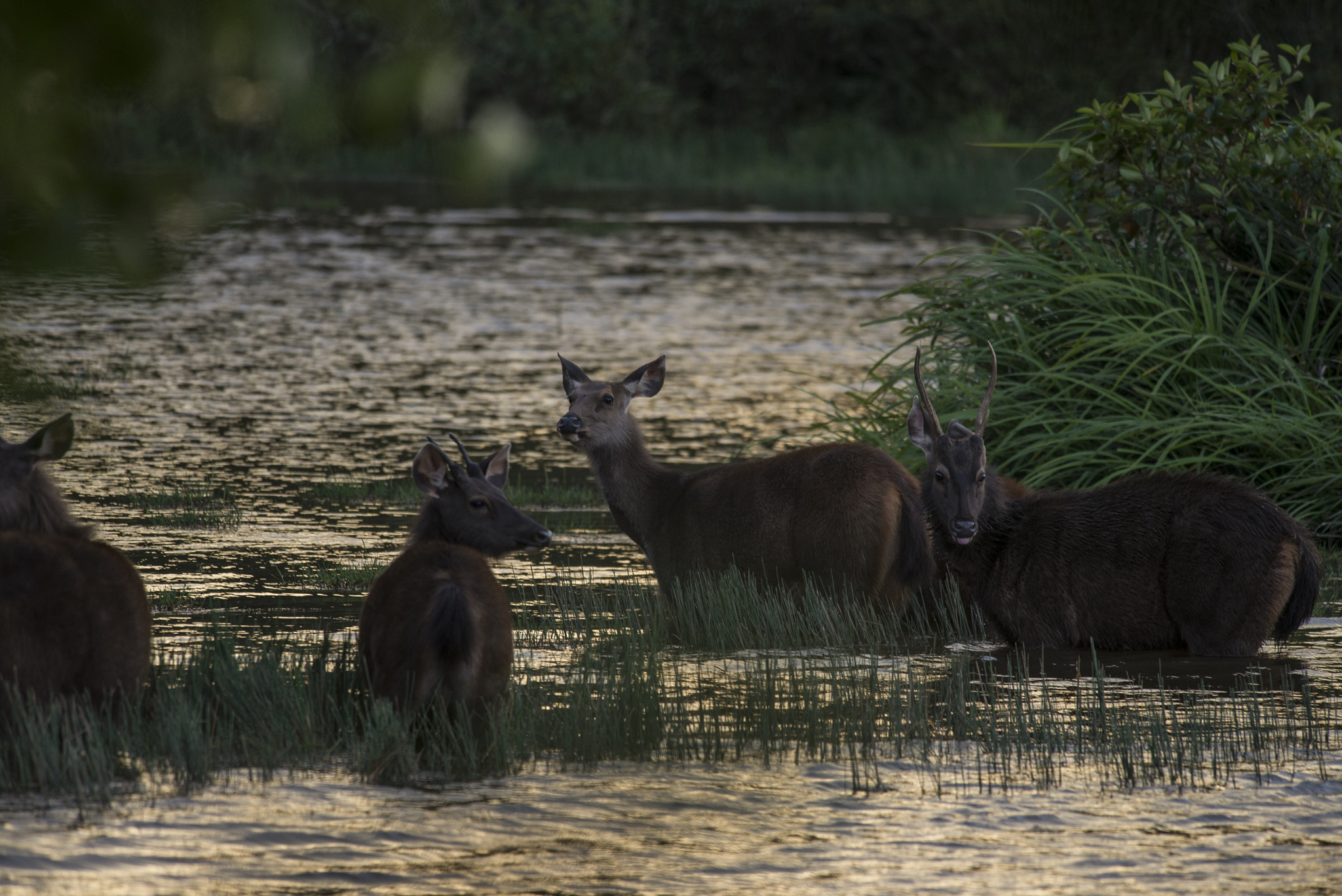 Nikon D610 + Nikon AF-S Nikkor 300mm F4D ED-IF sample photo. Sambar deer photography