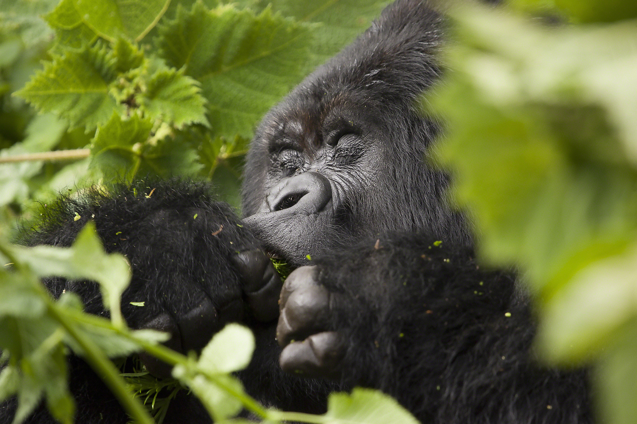 Canon EOS-1D Mark II sample photo. Guhonda silverback gorilla portrait photography