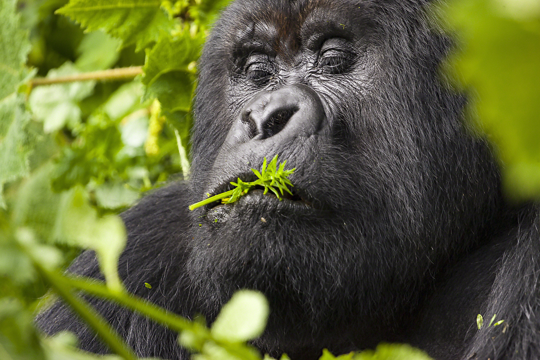 Canon EOS-1D Mark II sample photo. Guhonda silverback gorilla portrait photography