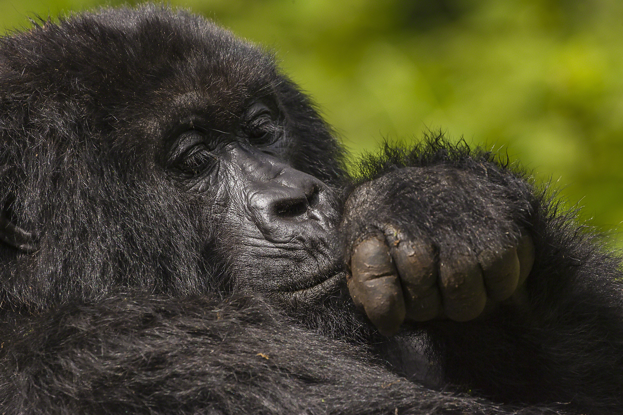 Canon EOS-1D Mark II + Canon EF 100-400mm F4.5-5.6L IS USM sample photo. Female gorilla portrait photography