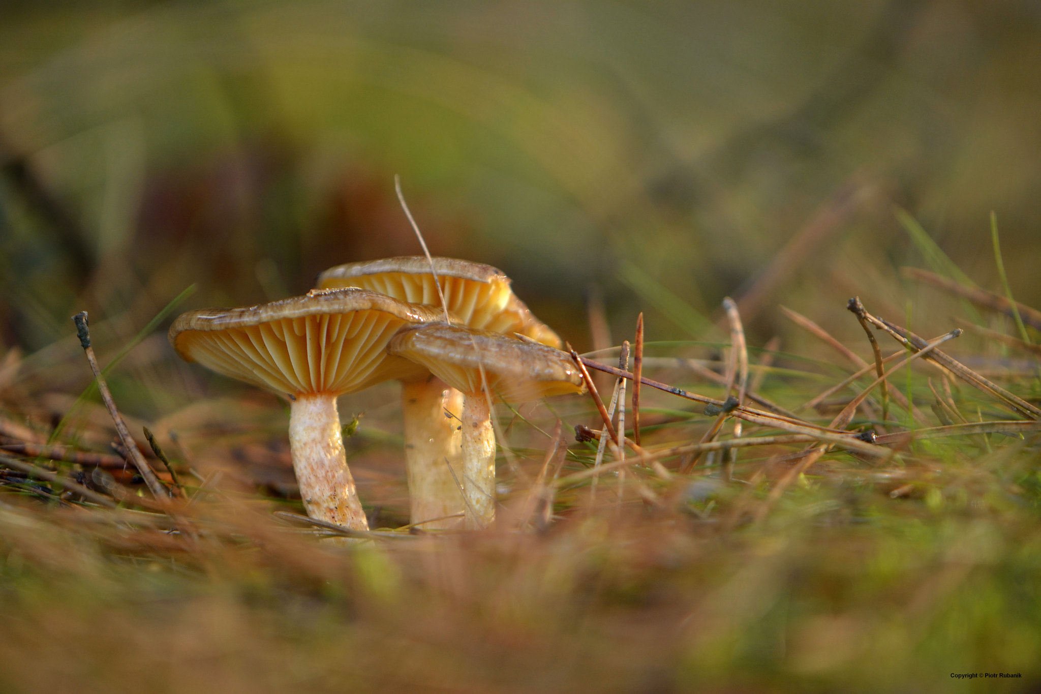 Nikon AF-S DX Micro-Nikkor 85mm F3.5G ED VR sample photo. Fungus... photography