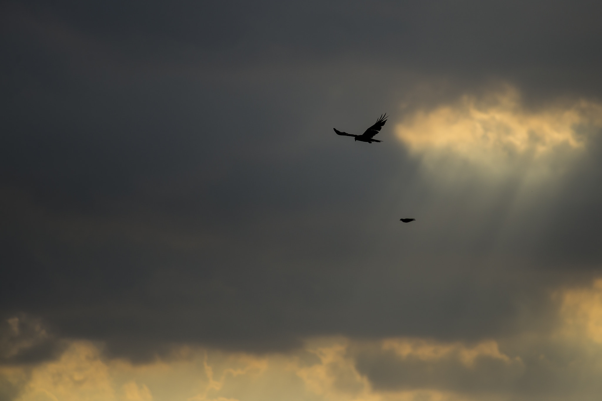 Nikon D610 + Nikon AF-S Nikkor 300mm F4D ED-IF sample photo. Black kite photography