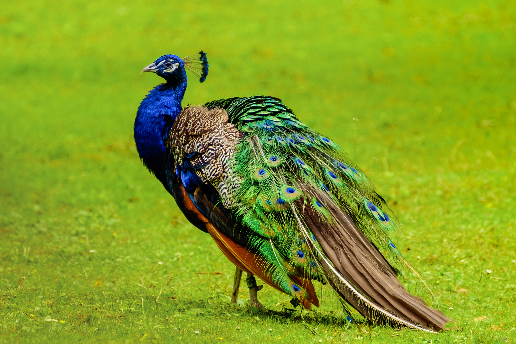 Fujifilm XF 100-400mm F4.5-5.6 R LM OIS WR sample photo. A peacock photography