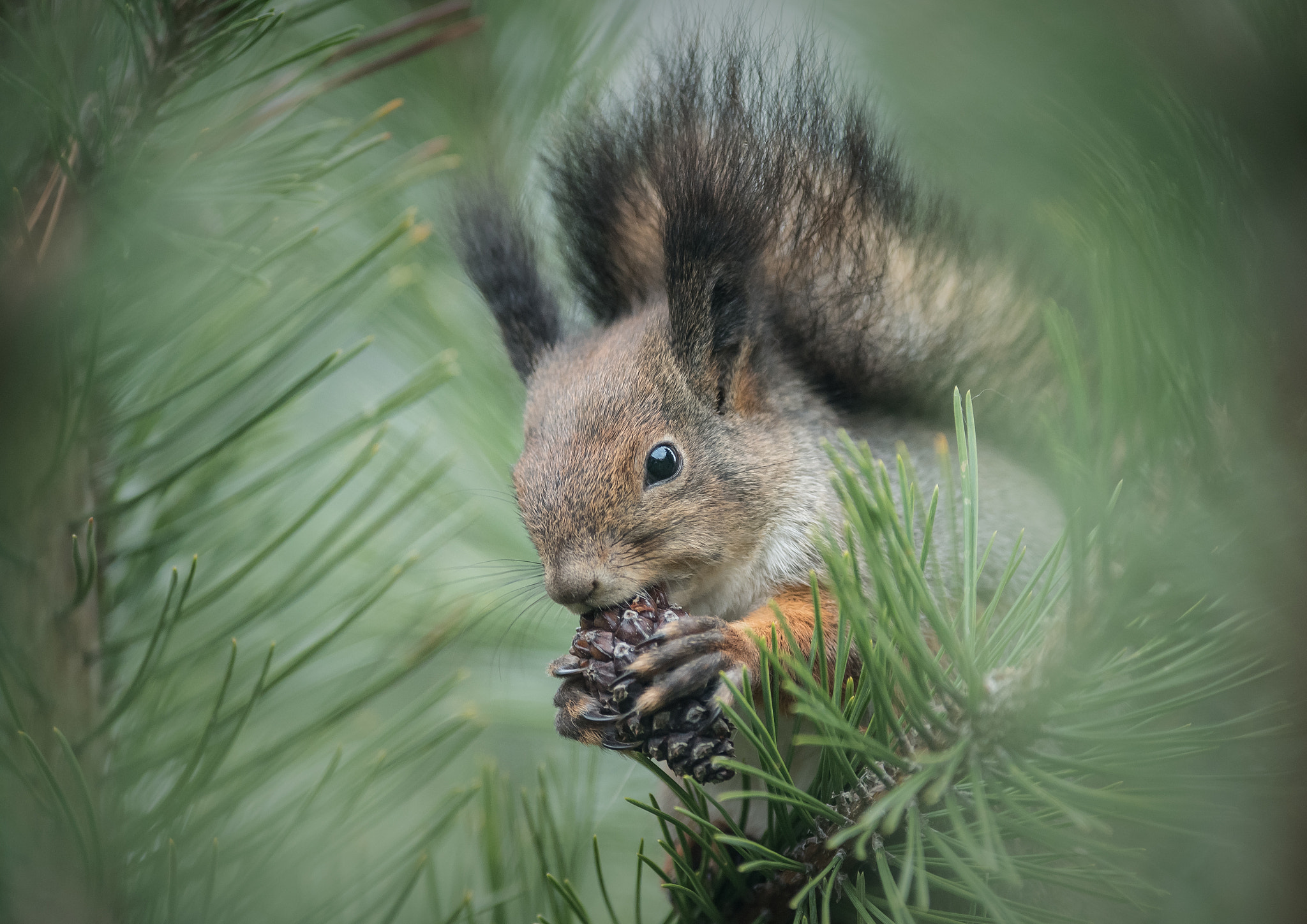 Nikon D5 sample photo. Little squirrel photography