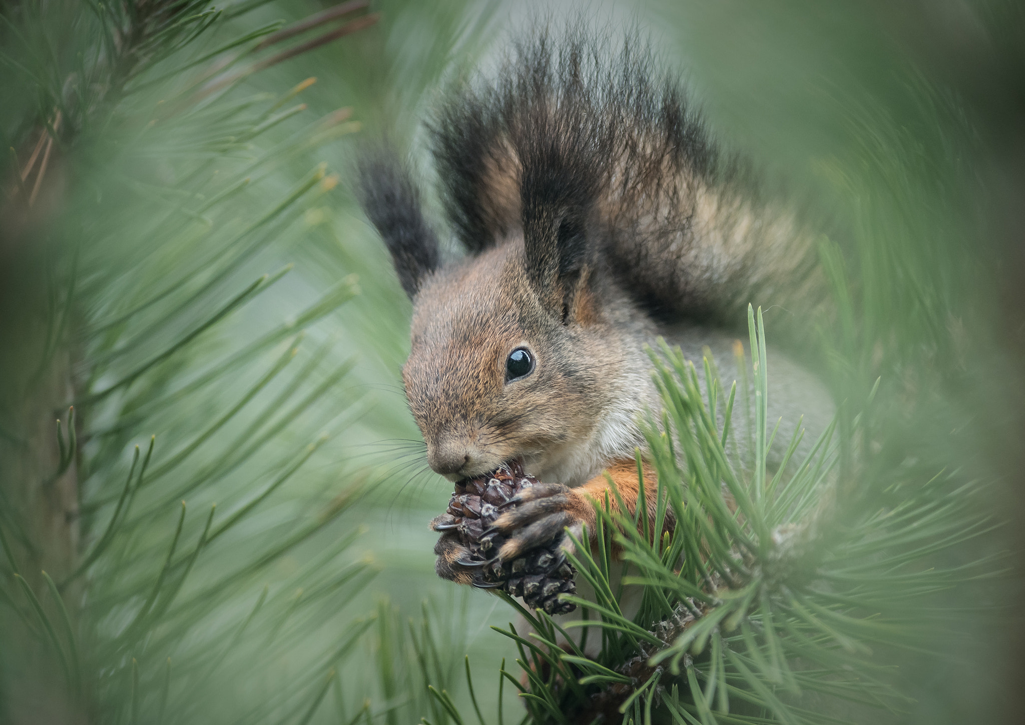 Nikon AF-S Nikkor 300mm F2.8G ED VR II sample photo. Little squirrel photography