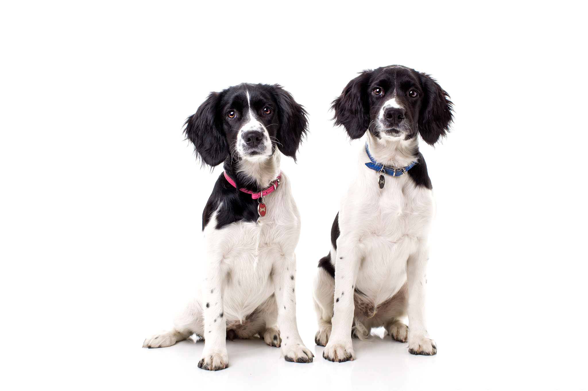 Canon EOS-1D Mark IV sample photo. Dorothy and eric.... springer cross spaniels photography