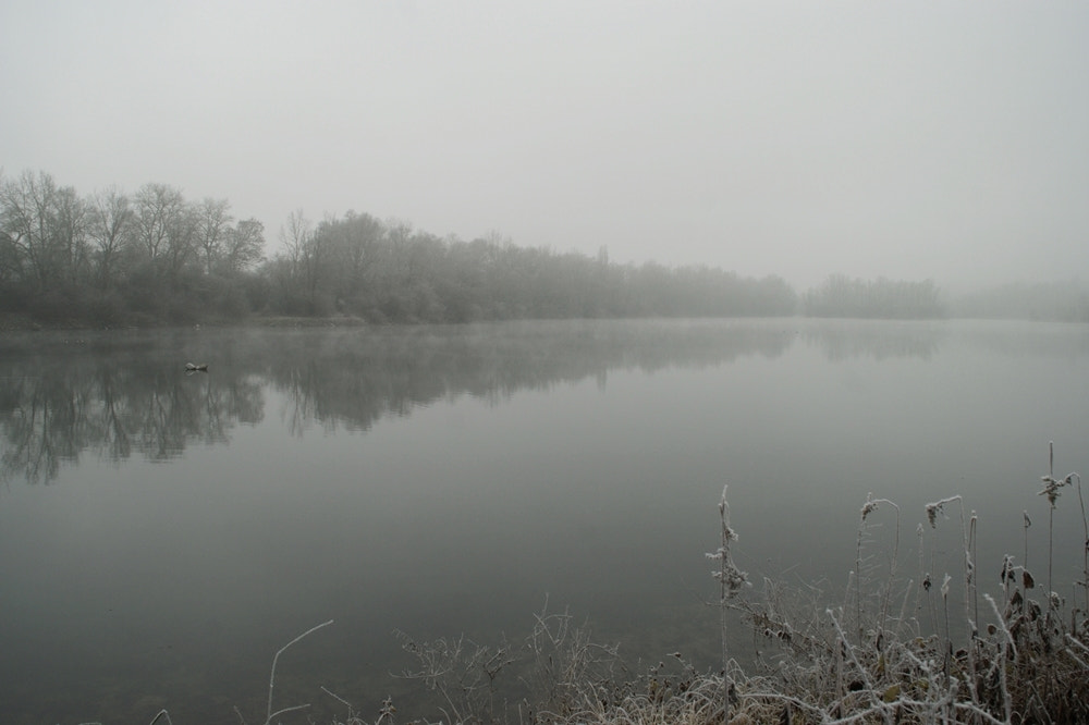 Sony Alpha DSLR-A290 sample photo. The beauty of foggy days photography