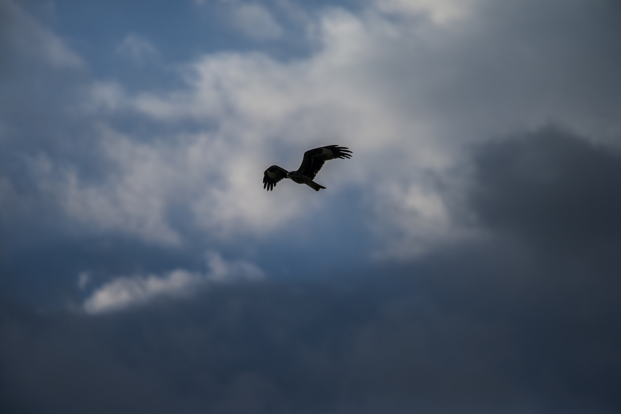 Nikon AF-S Nikkor 300mm F4D ED-IF sample photo. Black kite photography
