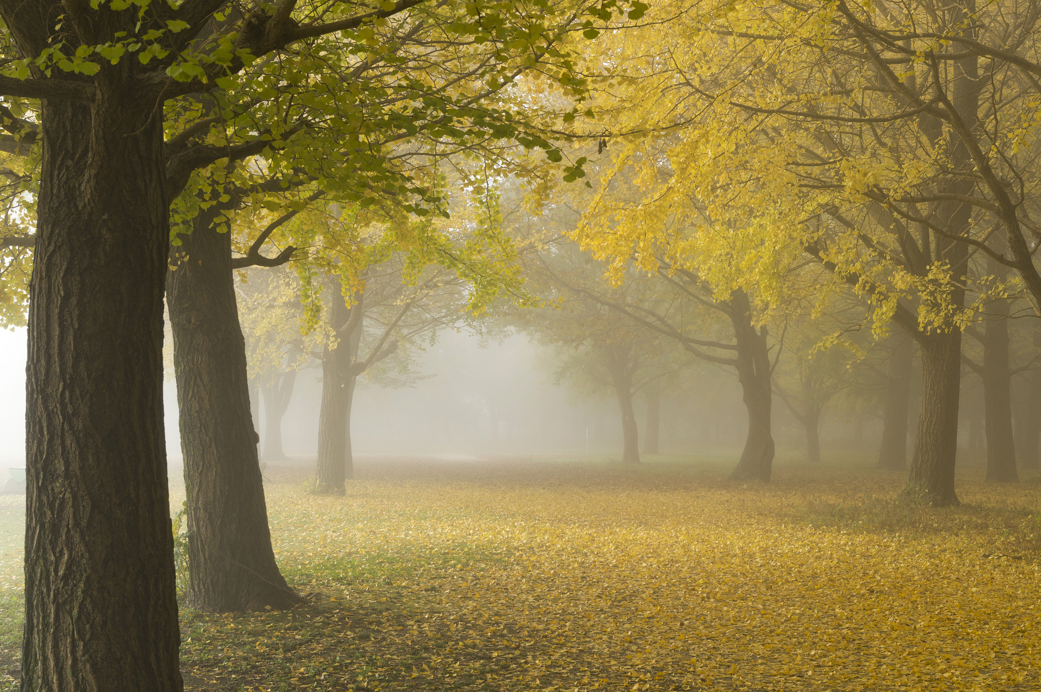 Sony SLT-A57 + Tamron SP 24-70mm F2.8 Di VC USD sample photo. Autumn leaves in morning mist photography