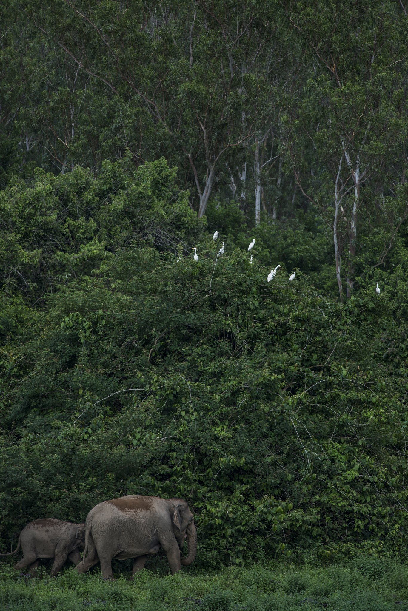 Nikon D610 + Nikon AF-S Nikkor 300mm F4D ED-IF sample photo. Asian elephant thailand photography