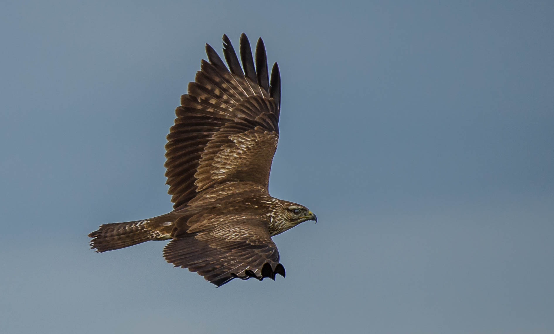 Nikon AF-S Nikkor 200-500mm F5.6E ED VR sample photo. 30138611164.jpg photography