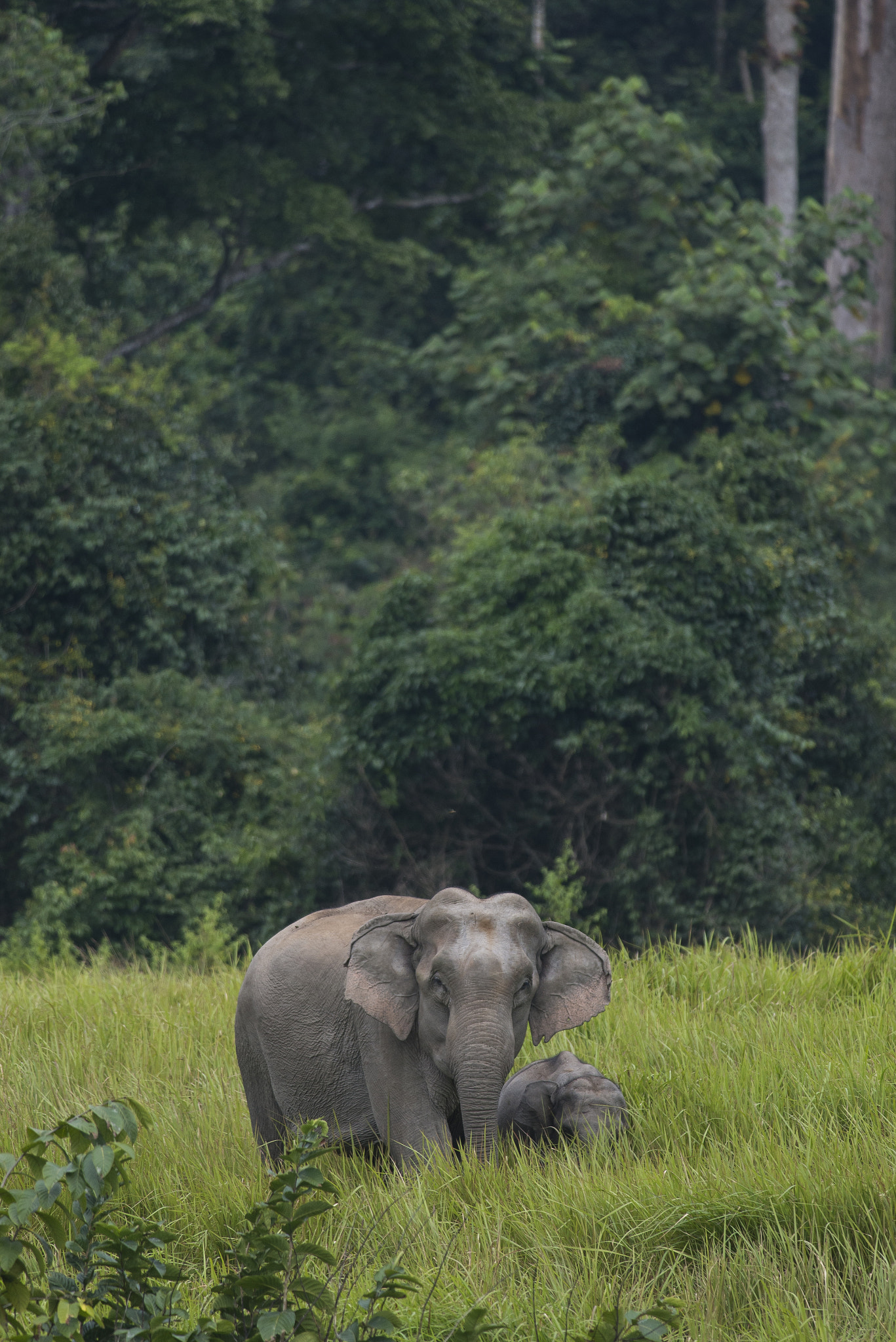 Nikon D610 sample photo. Asian wild elephant photography