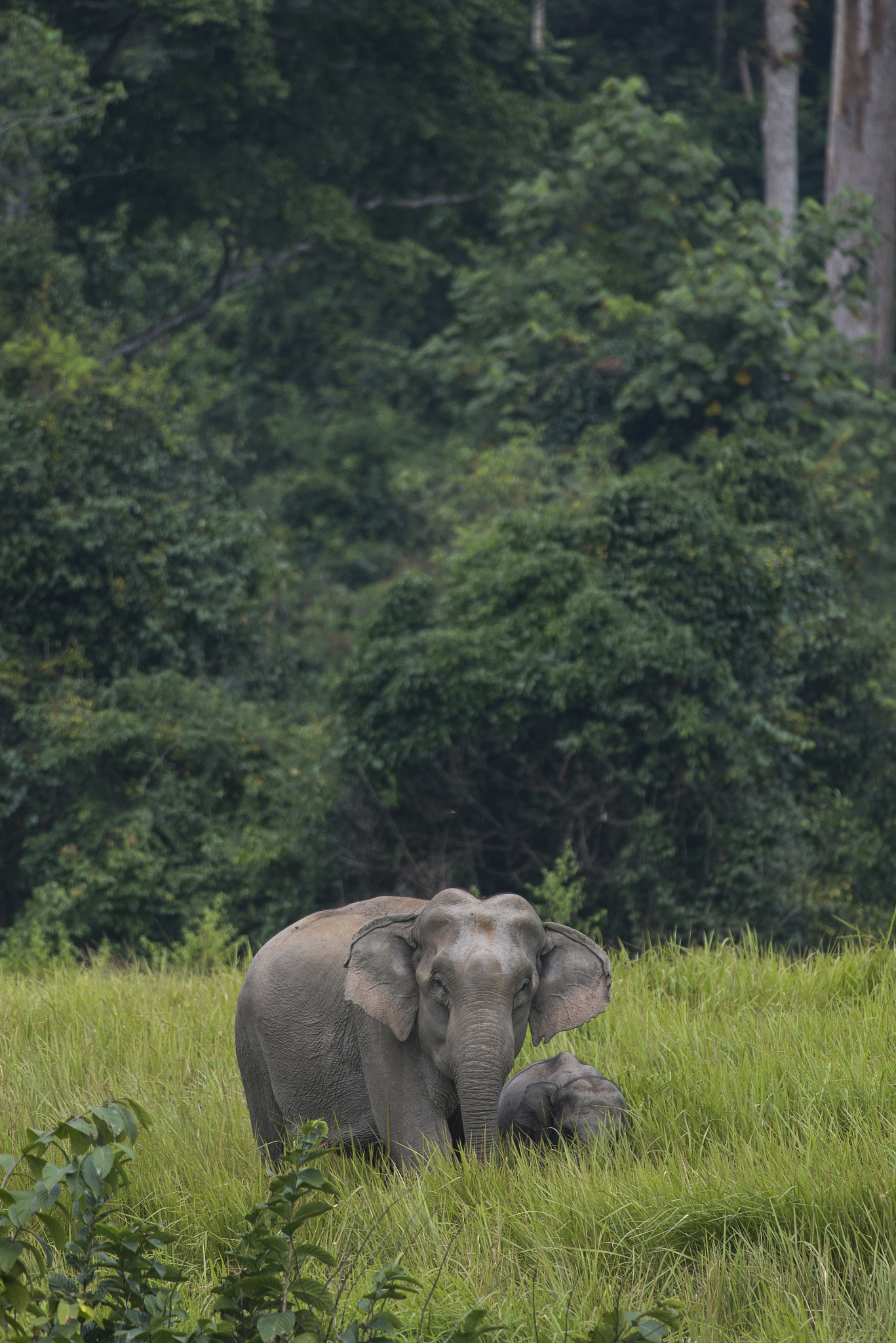 Nikon D610 + Nikon AF-S Nikkor 300mm F4D ED-IF sample photo. Asian wild elephant photography