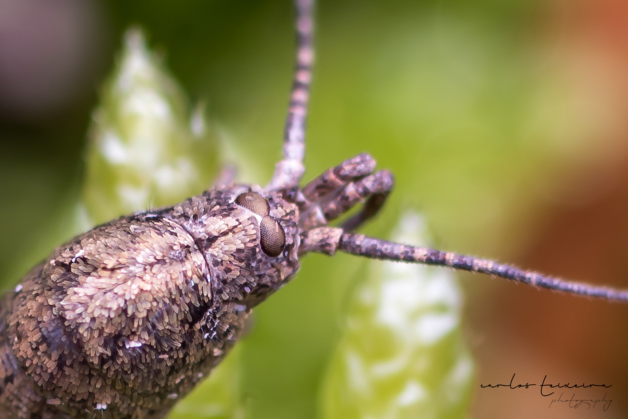 Tokina AT-X Pro 100mm F2.8 Macro sample photo. "who are you" photography