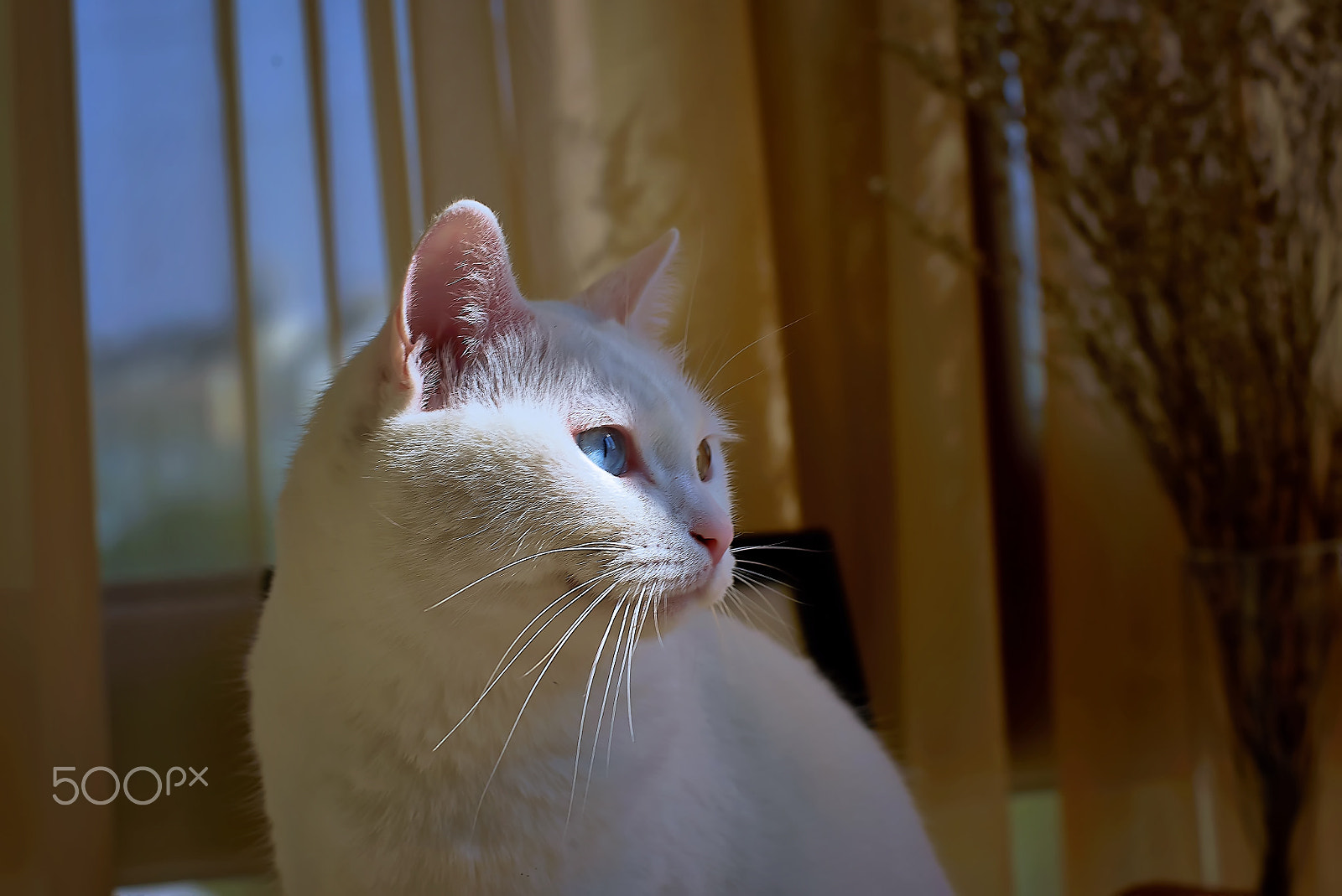 Sony a7S sample photo. Home cat photography