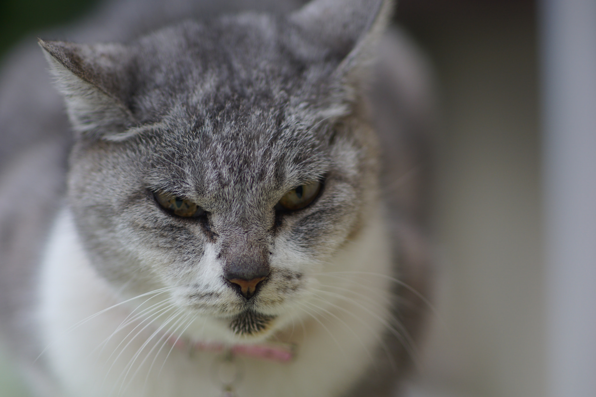 Minolta AF 85mm F1.4 G (D) sample photo. Wild cat mita photography