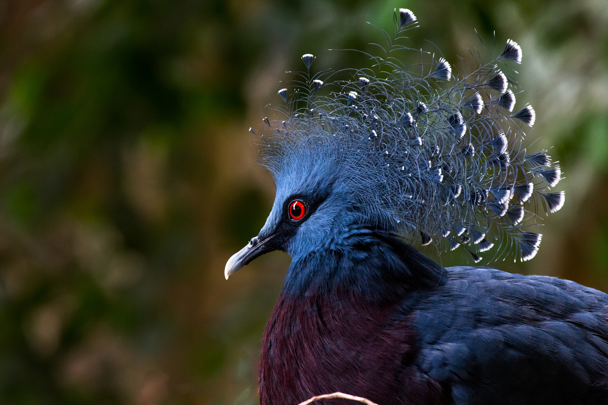 Canon EF 70-300mm F4-5.6L IS USM sample photo. Victoria crowned pigeon photography