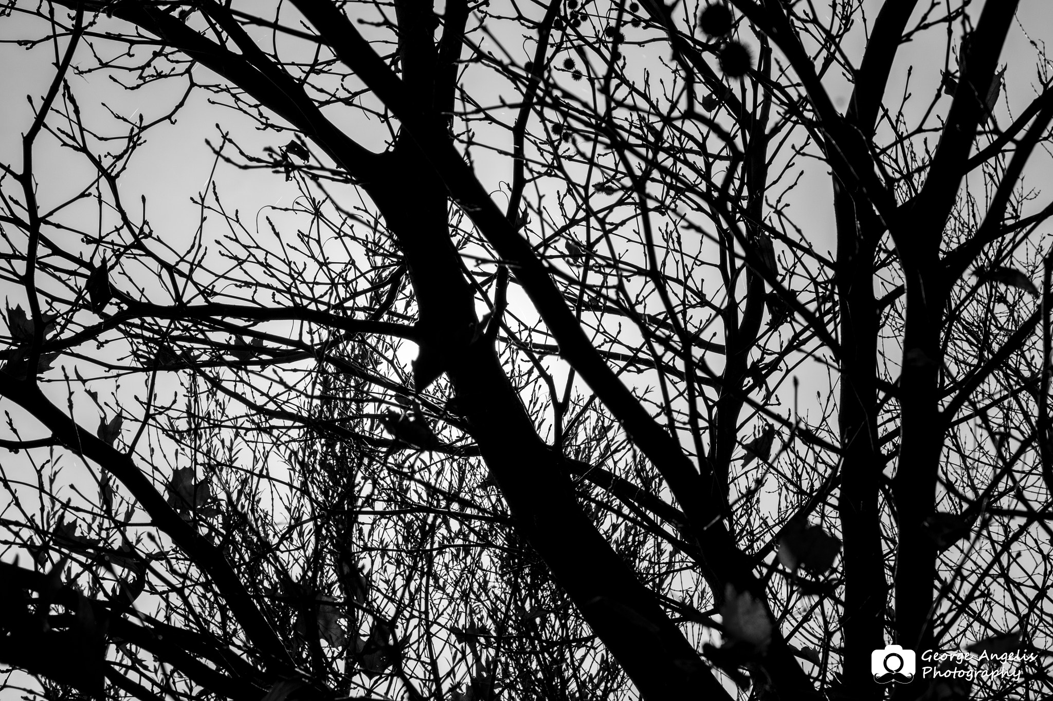 Sigma 17-70mm F2.8-4 DC Macro OS HSM sample photo. Forest branch backround photography