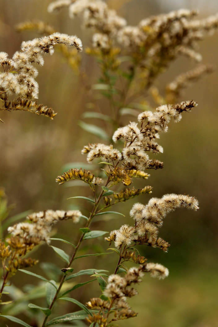 Canon EF-S 55-250mm F4-5.6 IS STM sample photo